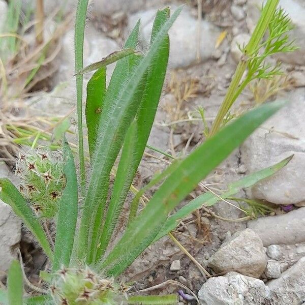 Plantago bellardii Leaf