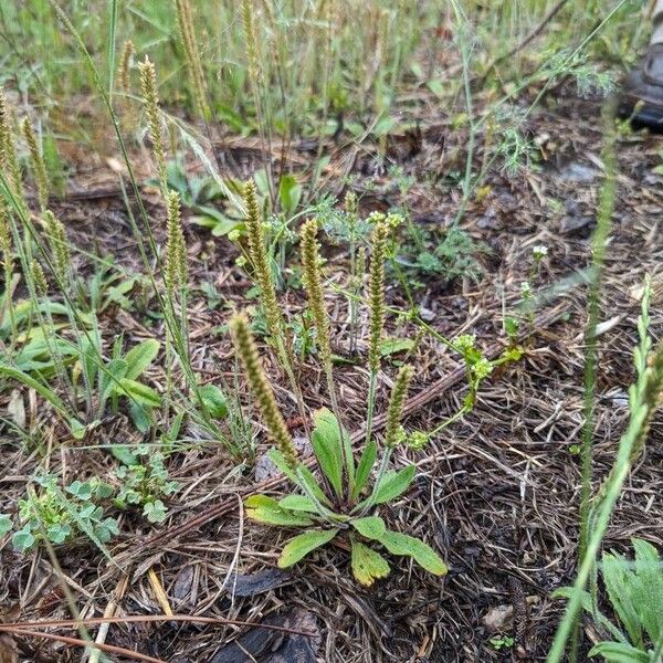 Plantago virginica 花