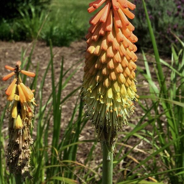 Kniphofia uvaria Flower