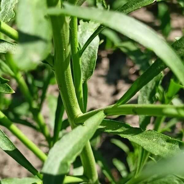 Lepidium densiflorum Fulla