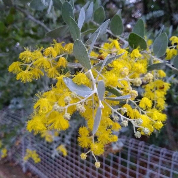 Acacia podalyriifolia 花