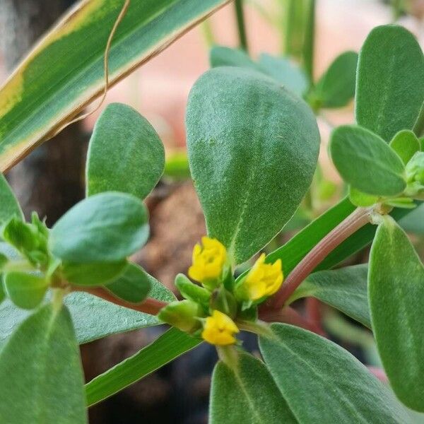 Portulaca umbraticola Blomma