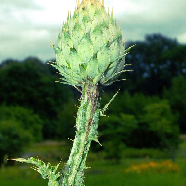 Cynara cardunculus Virág