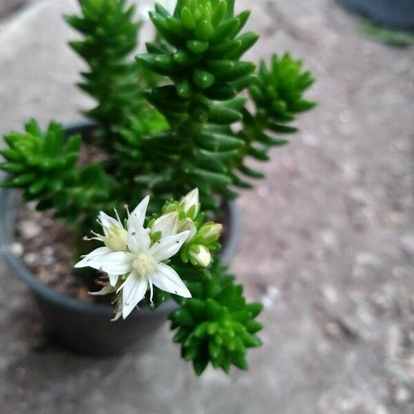 Sedum goldmanii Fleur