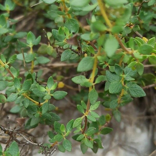 Thymus piperella Hoja