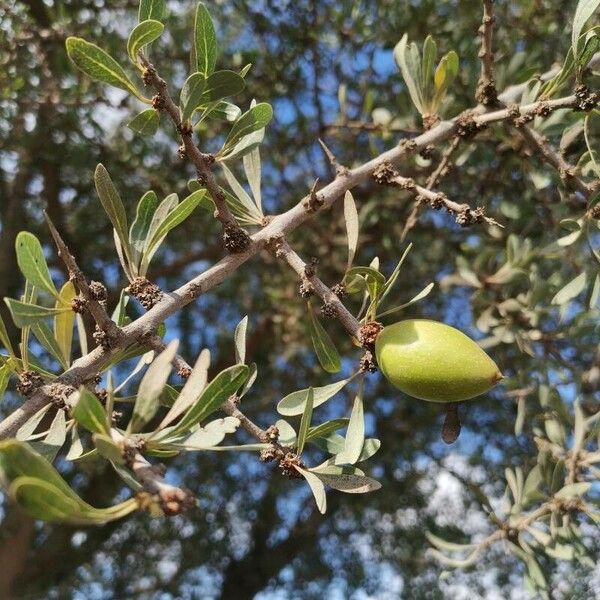 Argania spinosa List