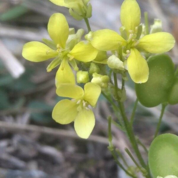 Biscutella lima Flower