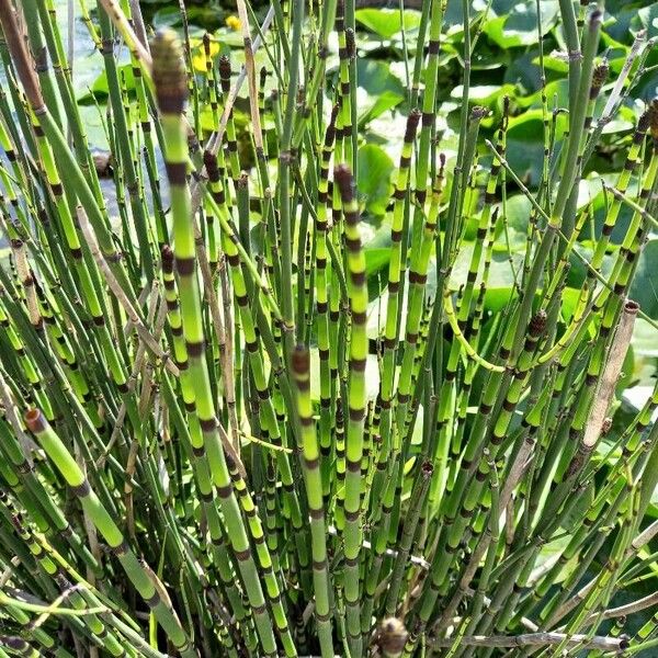 Equisetum hyemale Vekstform