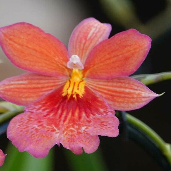 Cattleya wittigiana ᱵᱟᱦᱟ