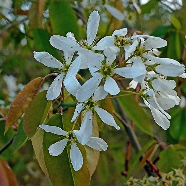 Amelanchier laevis Virág