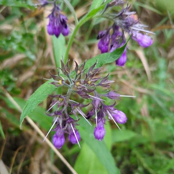 Symphytum × uplandicum Flower