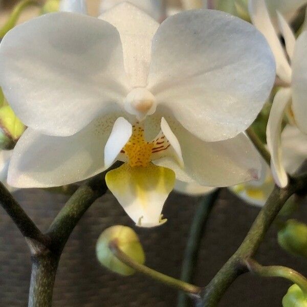 Phalaenopsis amabilis Flower