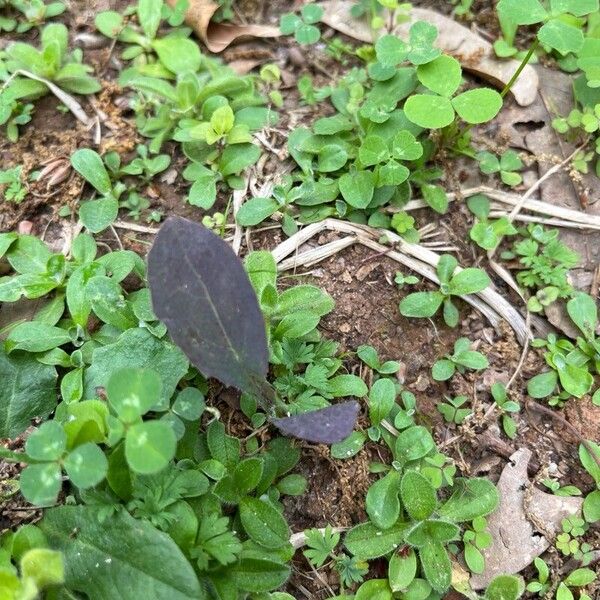 Hieracium venosum Leaf