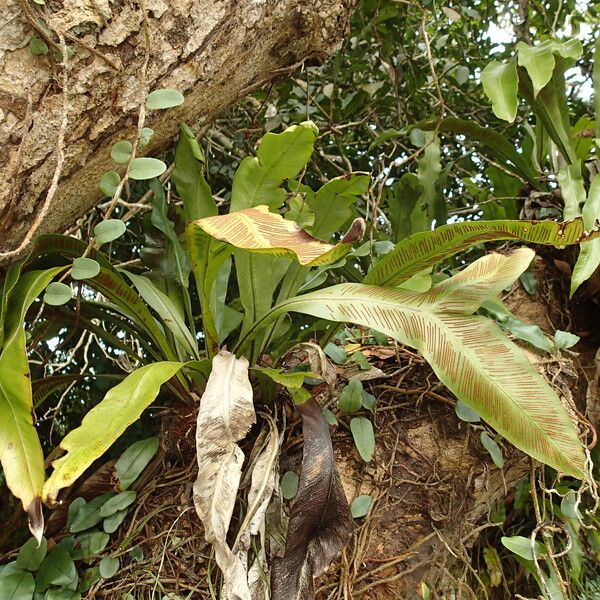 Asplenium africanum 形態