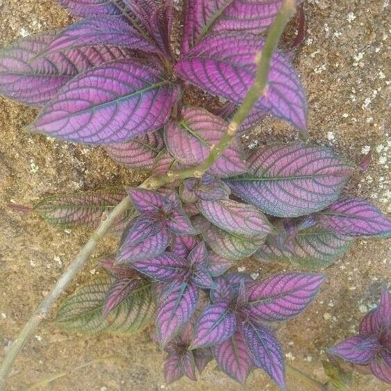 Strobilanthes auriculata Foglia