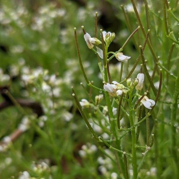 Cardamine flexuosa Flor