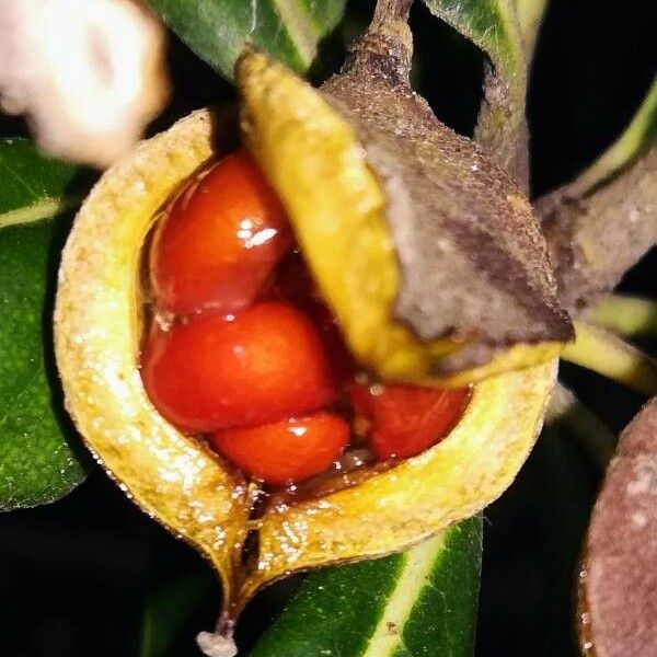 Pittosporum tobira Fruit