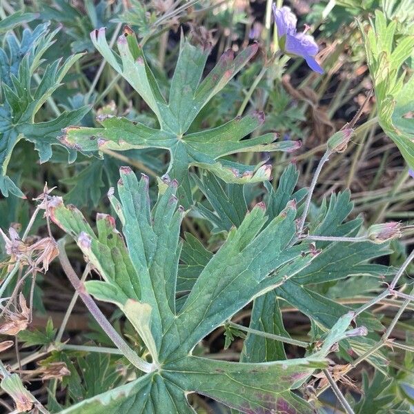 Geranium pratense पत्ता