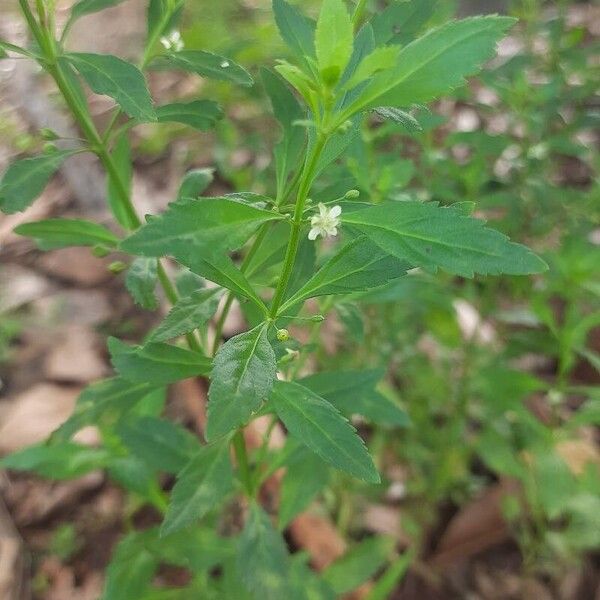 Scoparia dulcis Flor