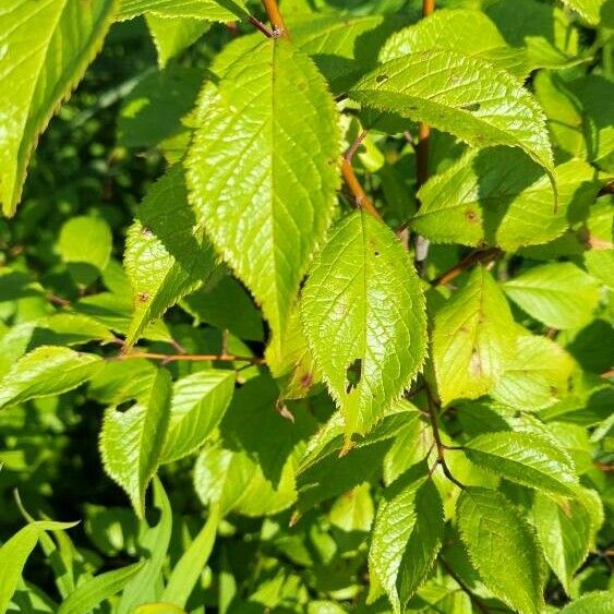 Prunus americana Frunză