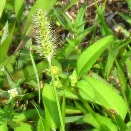 Setaria parviflora Blatt