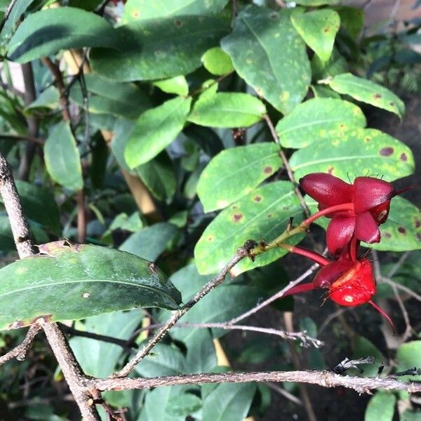 Ochna serrulata Flower