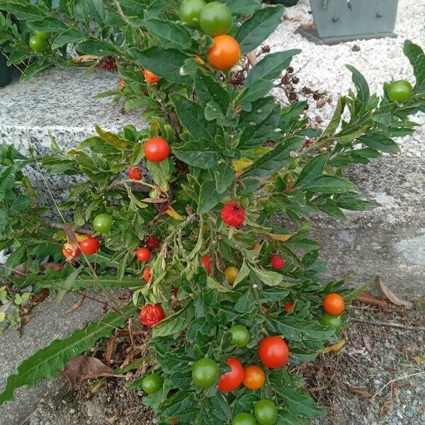 Solanum pseudocapsicum Tervik taim