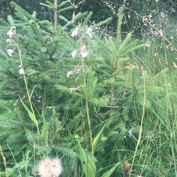 Epipactis palustris موطن