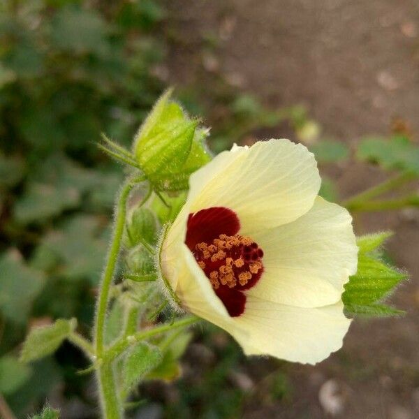 Hibiscus vitifolius Blomst