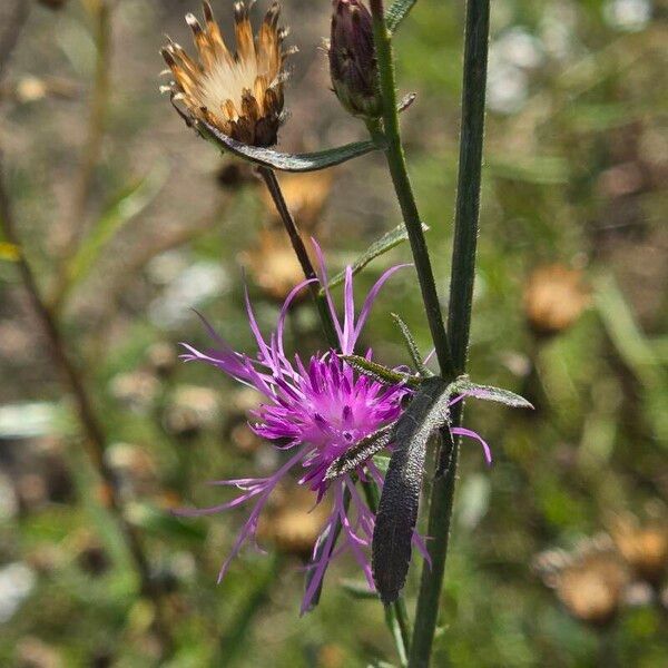 Centaurea paniculata Virág