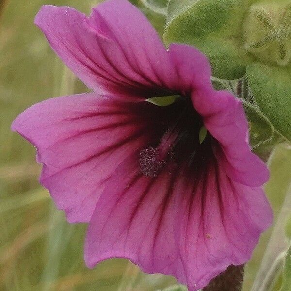 Malva arborea Flors