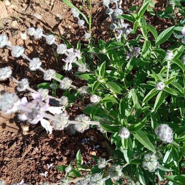 Ocimum americanum Kvet