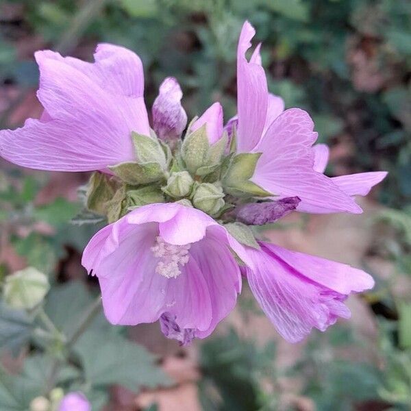 Malva thuringiaca Flor