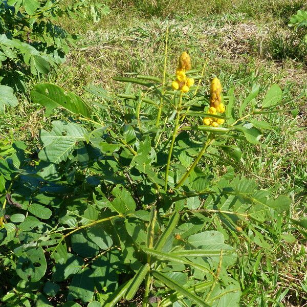 Senna alata Hábito