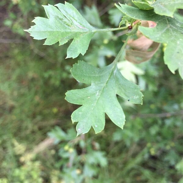 Crataegus rosiformis Fuelha