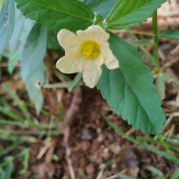 Sida acuta Flower