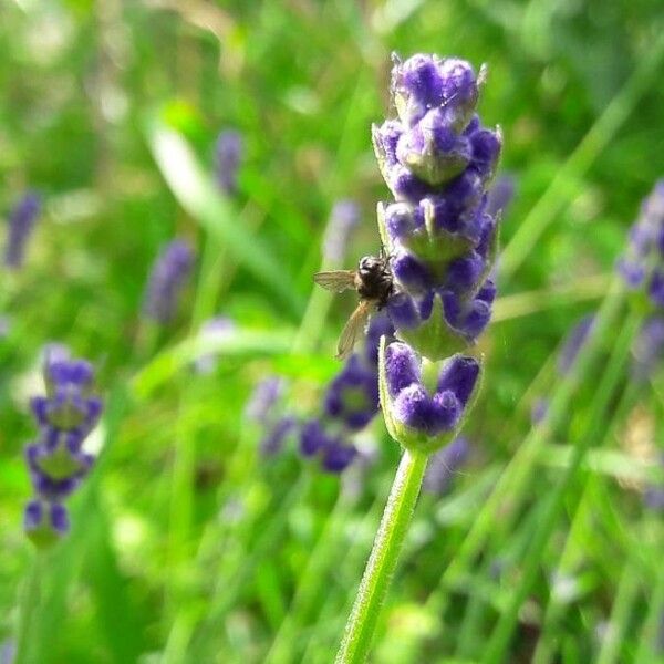 Lavandula angustifolia Blüte