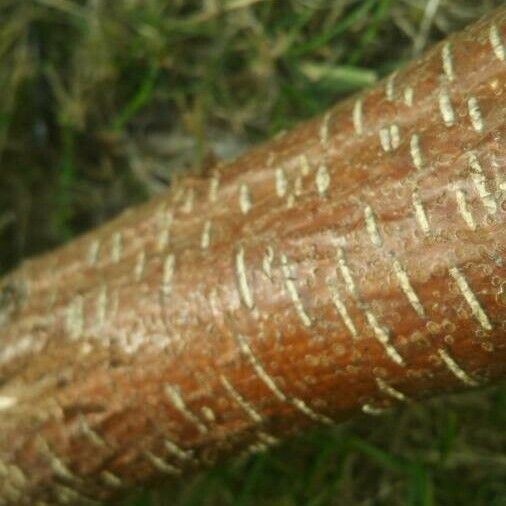 Betula occidentalis പുറംതൊലി