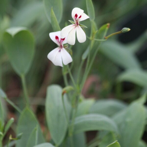 Pelargonium lanceolatum