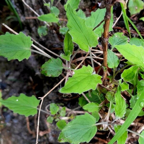 Valeriana montana Blad