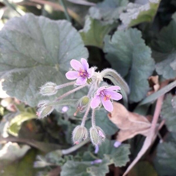 Erodium malacoides Flower