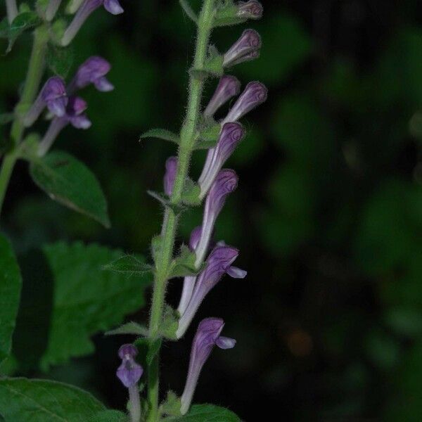 Scutellaria columnae Λουλούδι