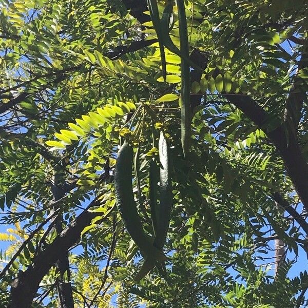 Cassia abbreviata ഫലം