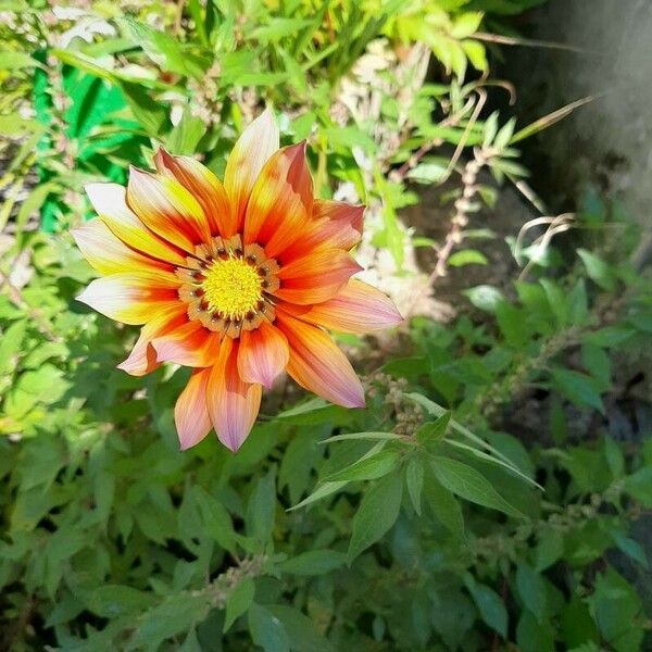 Gazania linearis ফুল