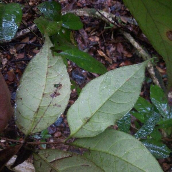 Rinorea riana Leaf