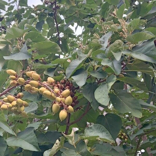 Paulownia tomentosa Costuma