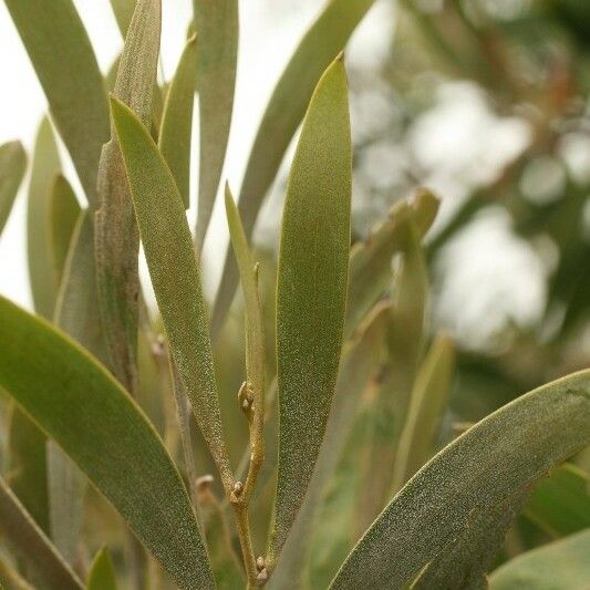 Acacia heterophylla Blad