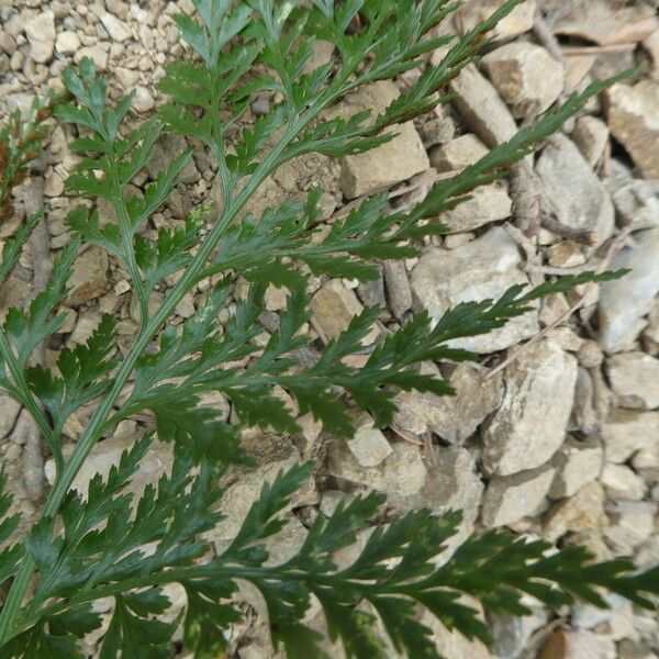 Asplenium onopteris Leaf