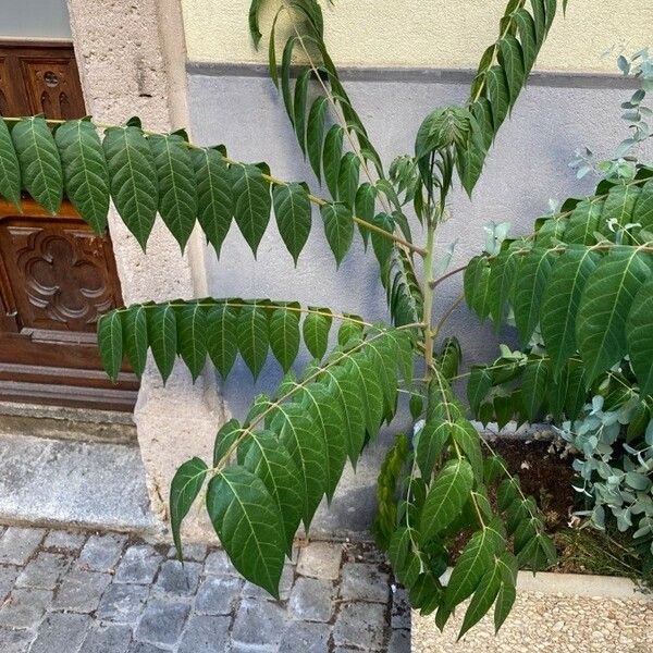 Ailanthus altissima आदत