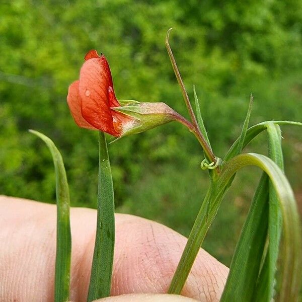 Lathyrus sphaericus 花